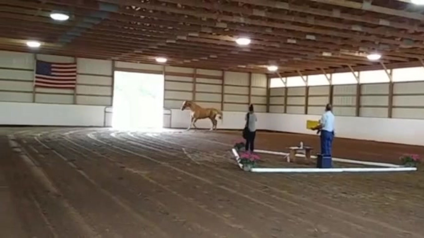 412173998_Marigold_SD[1]